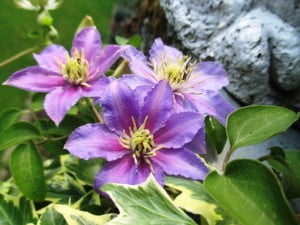 future-outdoors-clematis