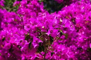 future-outdoors-bougainvillea