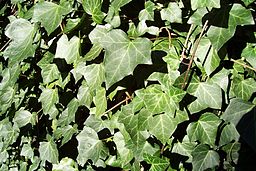 future-outdoors-english-ivy