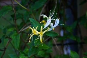 future-outdoors-japanese-honeysuckle