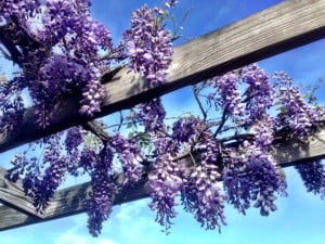 future-outdoors-japanese-wisteria