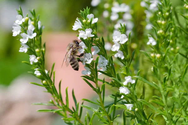 How to Landscape Your Backyard into a Honey Bee Habitat